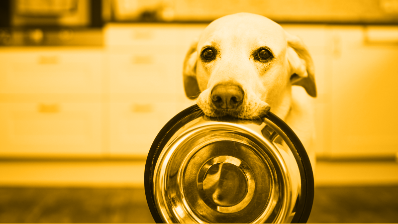 A comparative look at pet food formats: Making informed choices for our pets