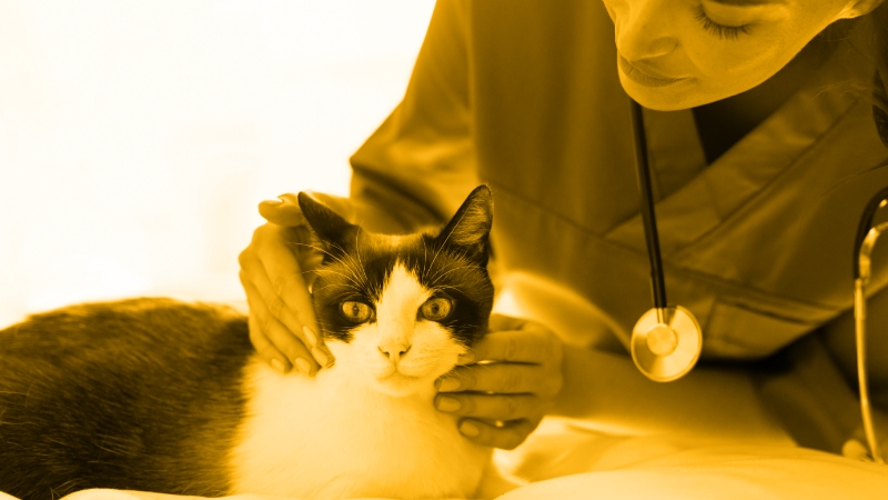 An Innovative Approach to Managing Anemia in Feline CKD