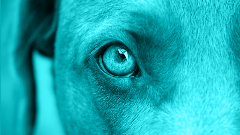 Clinical Management of Corneal Ulcers – Simple vs. Complicated