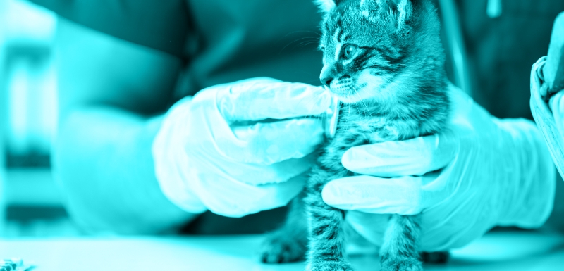 Puffy Eye… Maybe It’s Feline Herpesvirus?