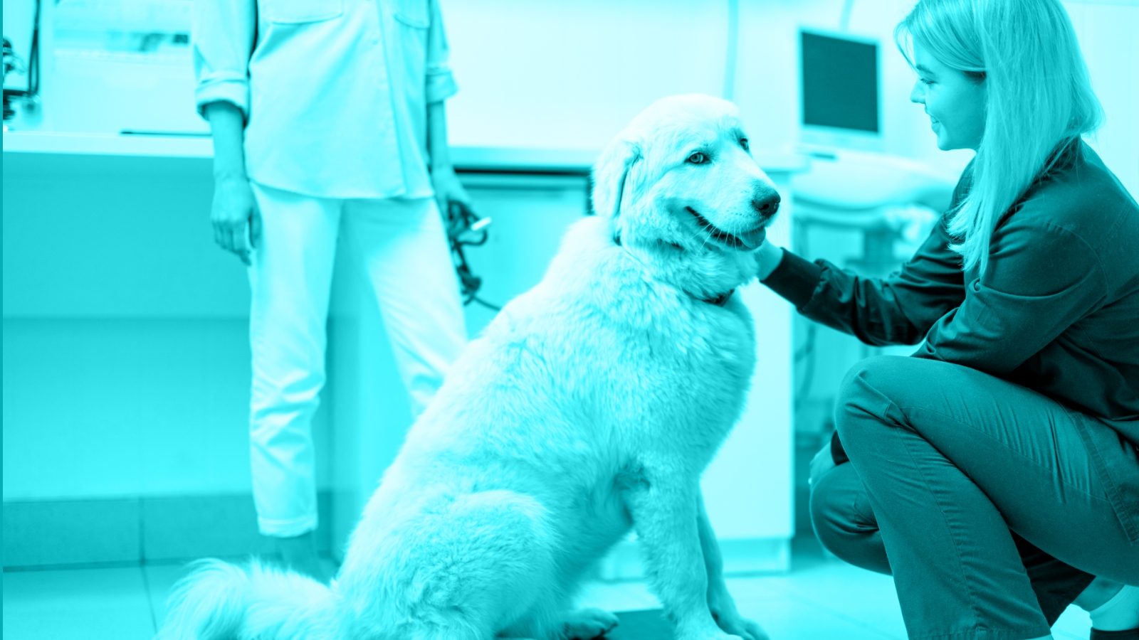 Paws and Reflect: Transforming Pet Health with Nutrition for Obesity, GI, and Urinary Tract Wellness