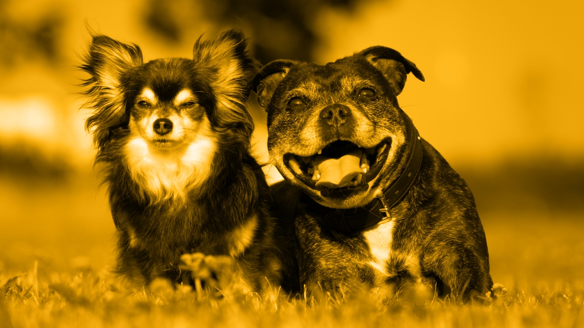 Personalized Care: Adapting Your Approach for Breed and Age