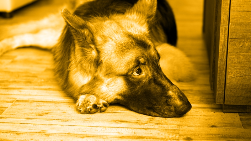 Do You Know JAK? How Janus Kinase Inhibitors Work and how They have been Game Changers for the Treatment of Canine Atopic Dermatitis