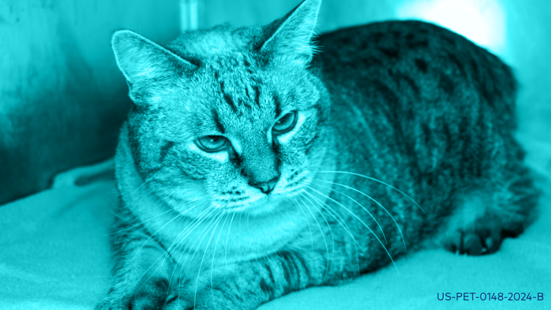 Treating Feline Diabetes Mellitus in 2024